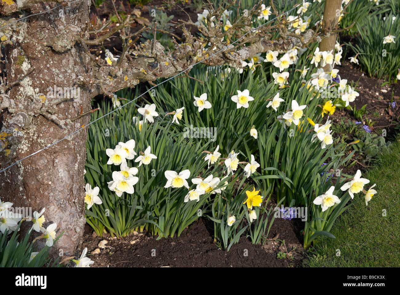 Cream daffodils or narcissi in a bed beneath an old espalier apple tree