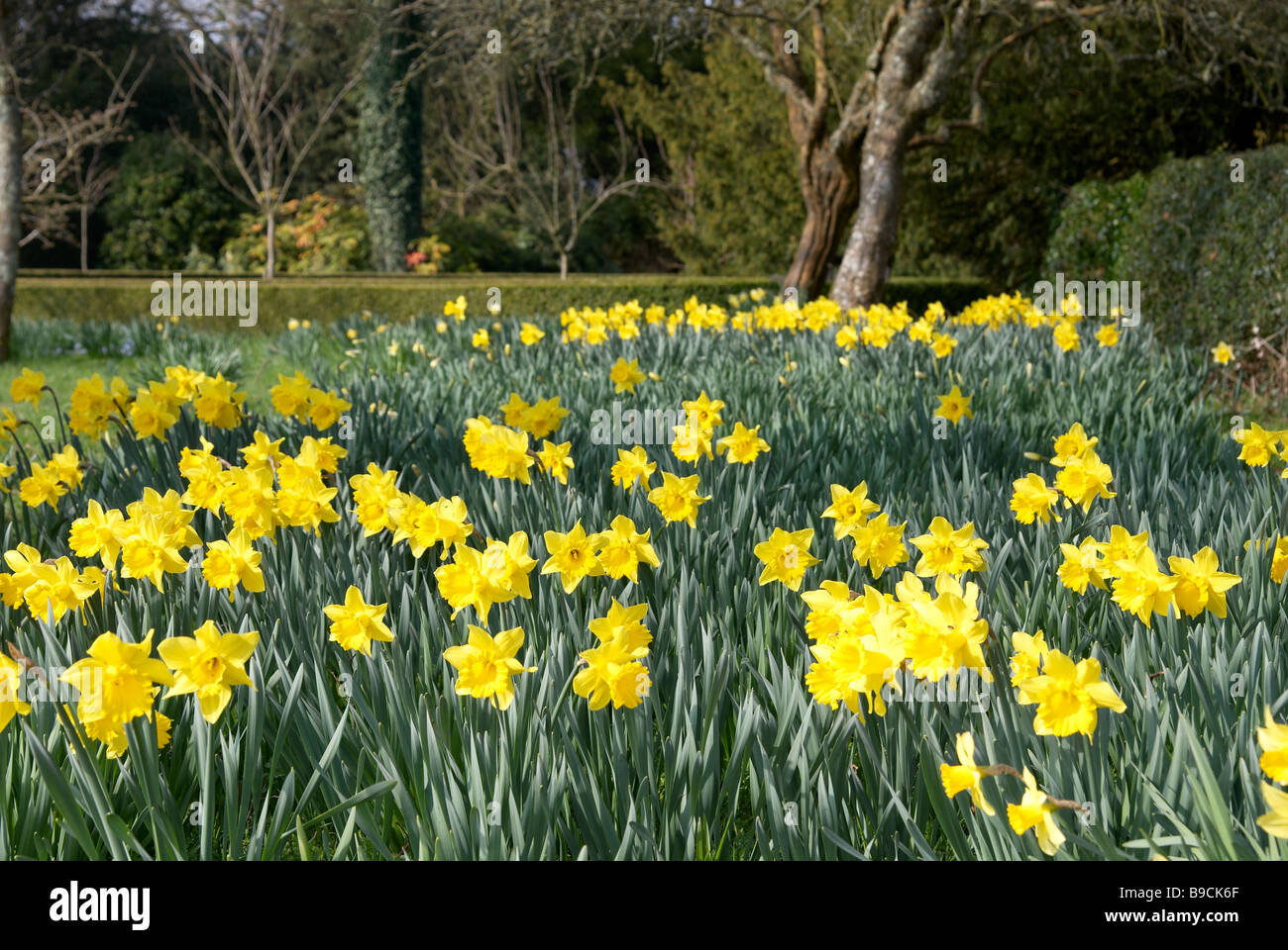 Large area of yellow daffodils naturalised under trees and shrubs in an