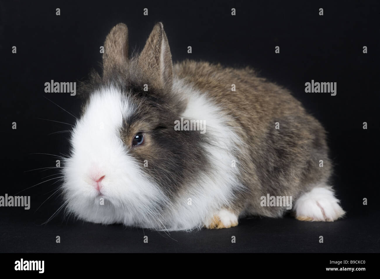spotted bunny isolated on black background Stock Photo