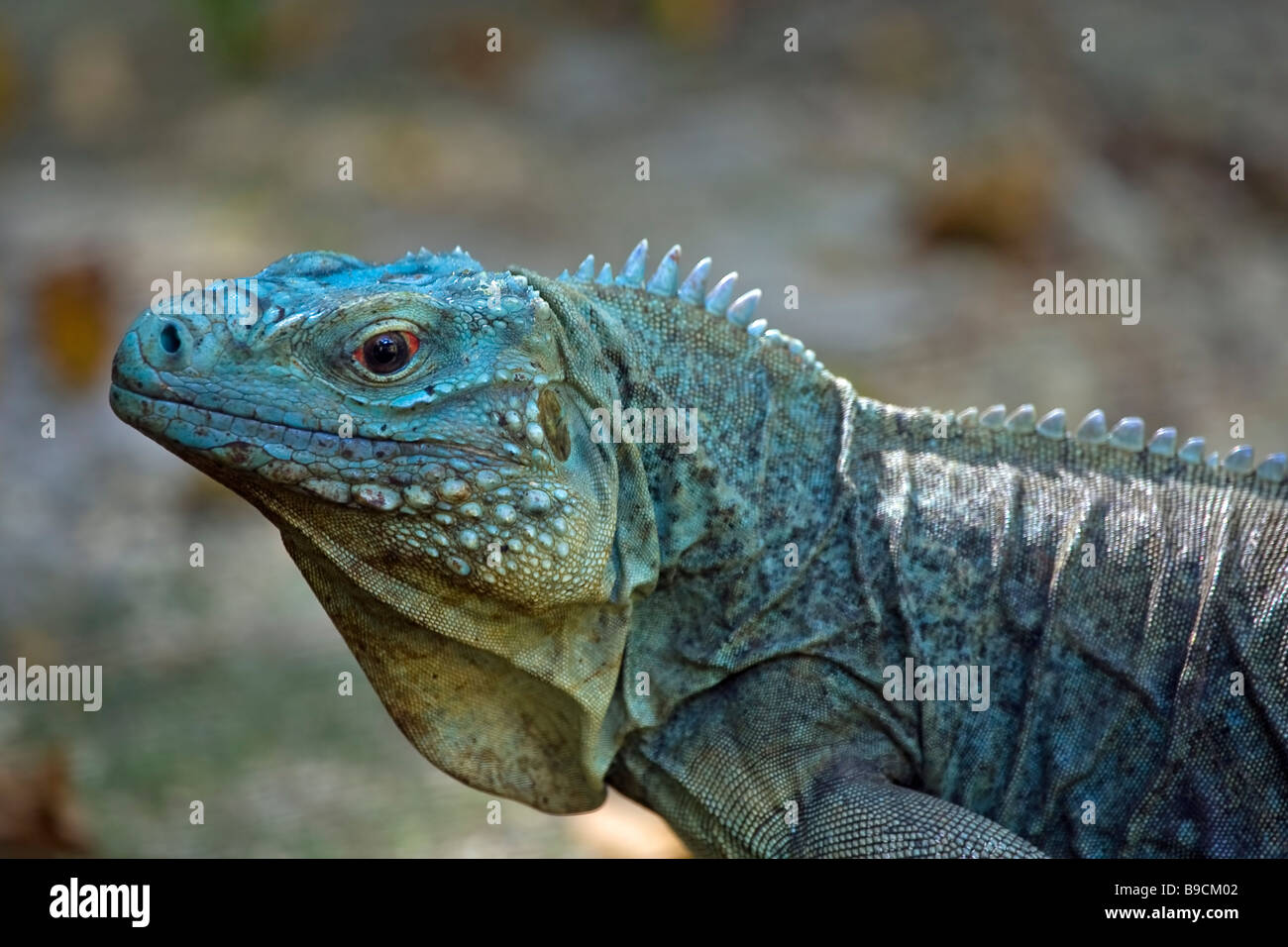 Blue Iguana Stock Photo - Alamy