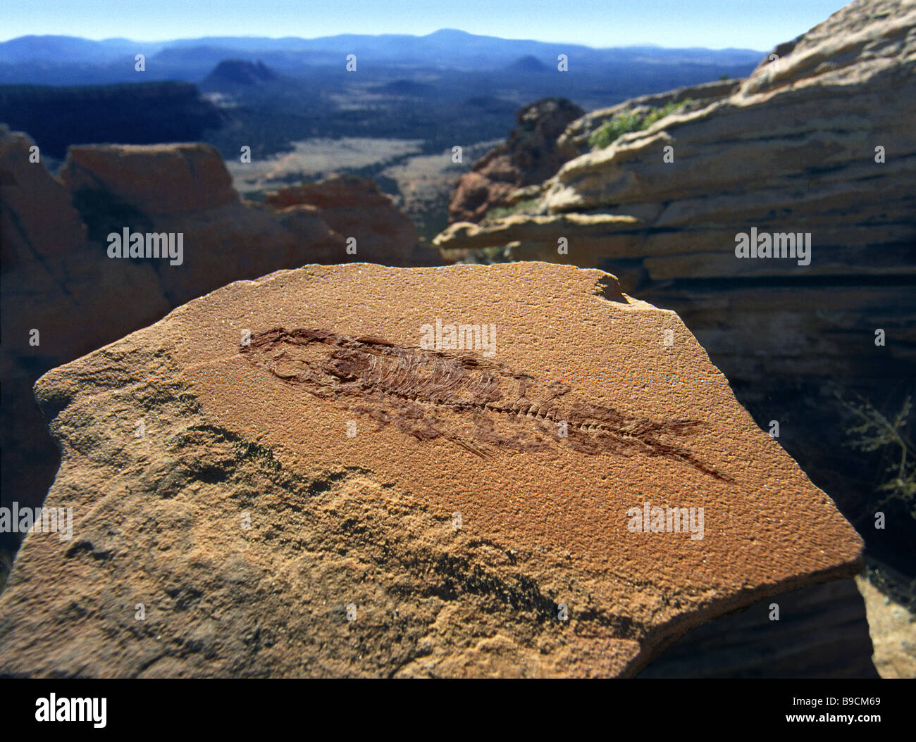 Fossil of a small 4 fish shown in a setting of stratified rock in Arizona Stock Photo