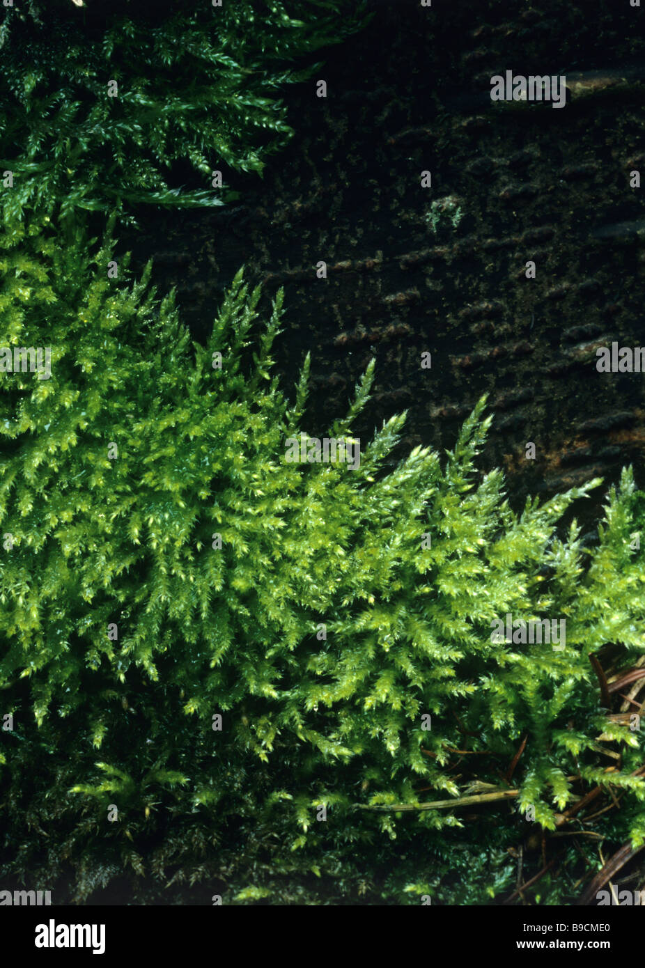 Moss Brachythecium rutabulum Stock Photo