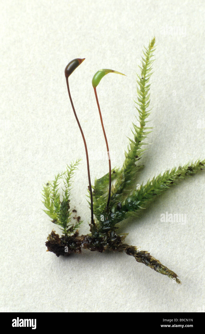 Moss Brachythecium rutabulum fruiting capsules Stock Photo