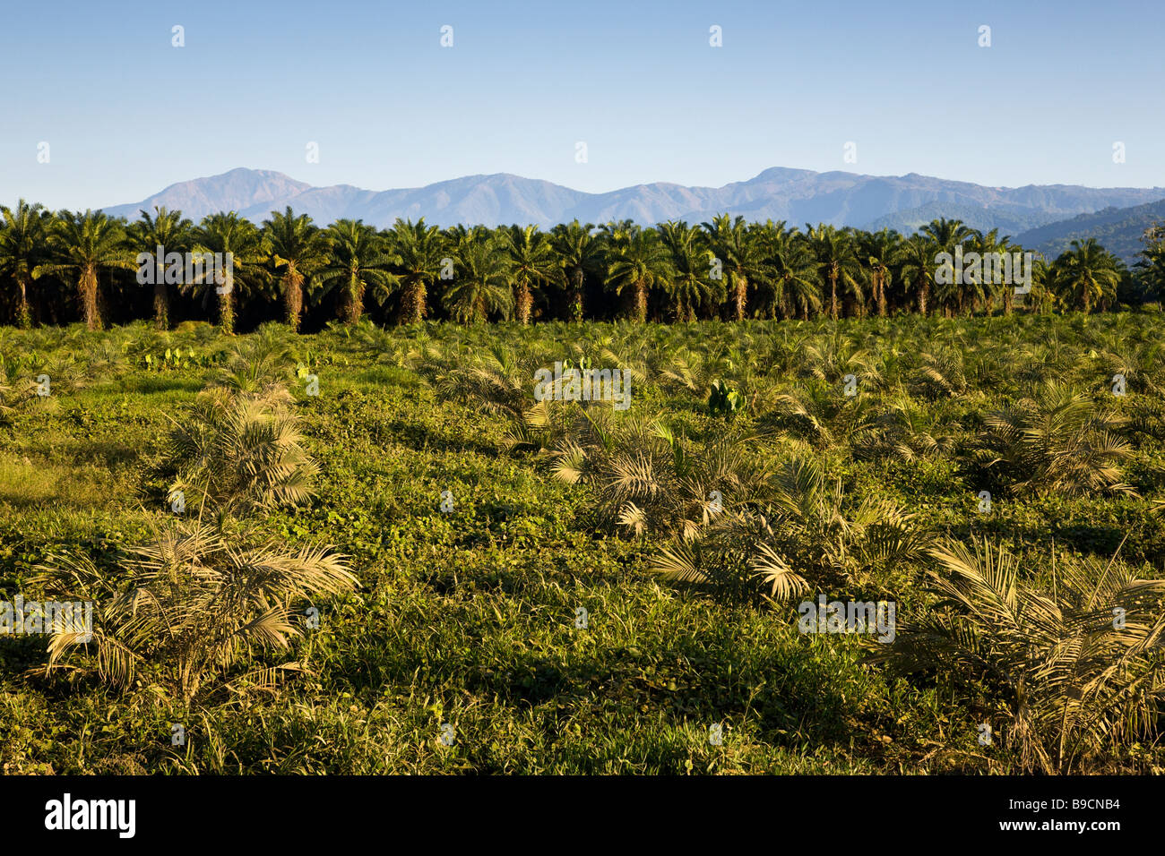 Rows of African palm trees (Elaeis guineensis) at a palm oil plantation