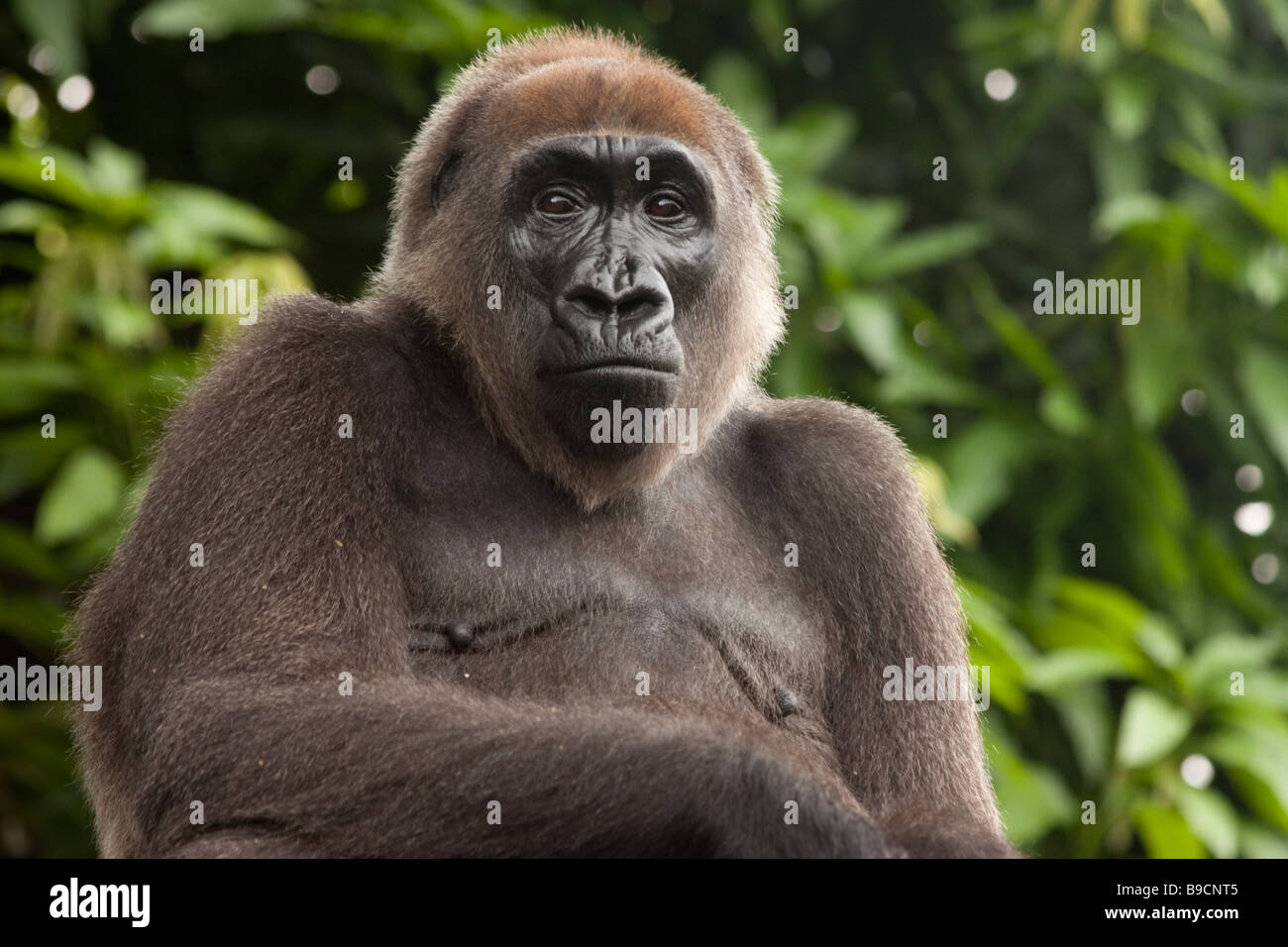 Cross River Gorilla, rare image, Cameroon / Nigeria Stock Photo