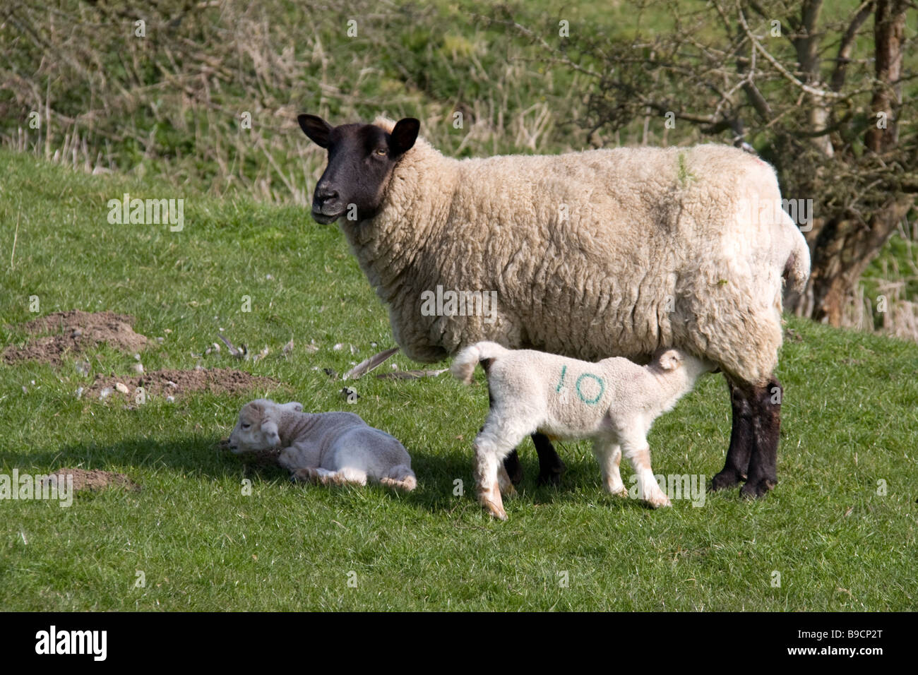 Sheep with lamb feeding Stock Photo Alamy
