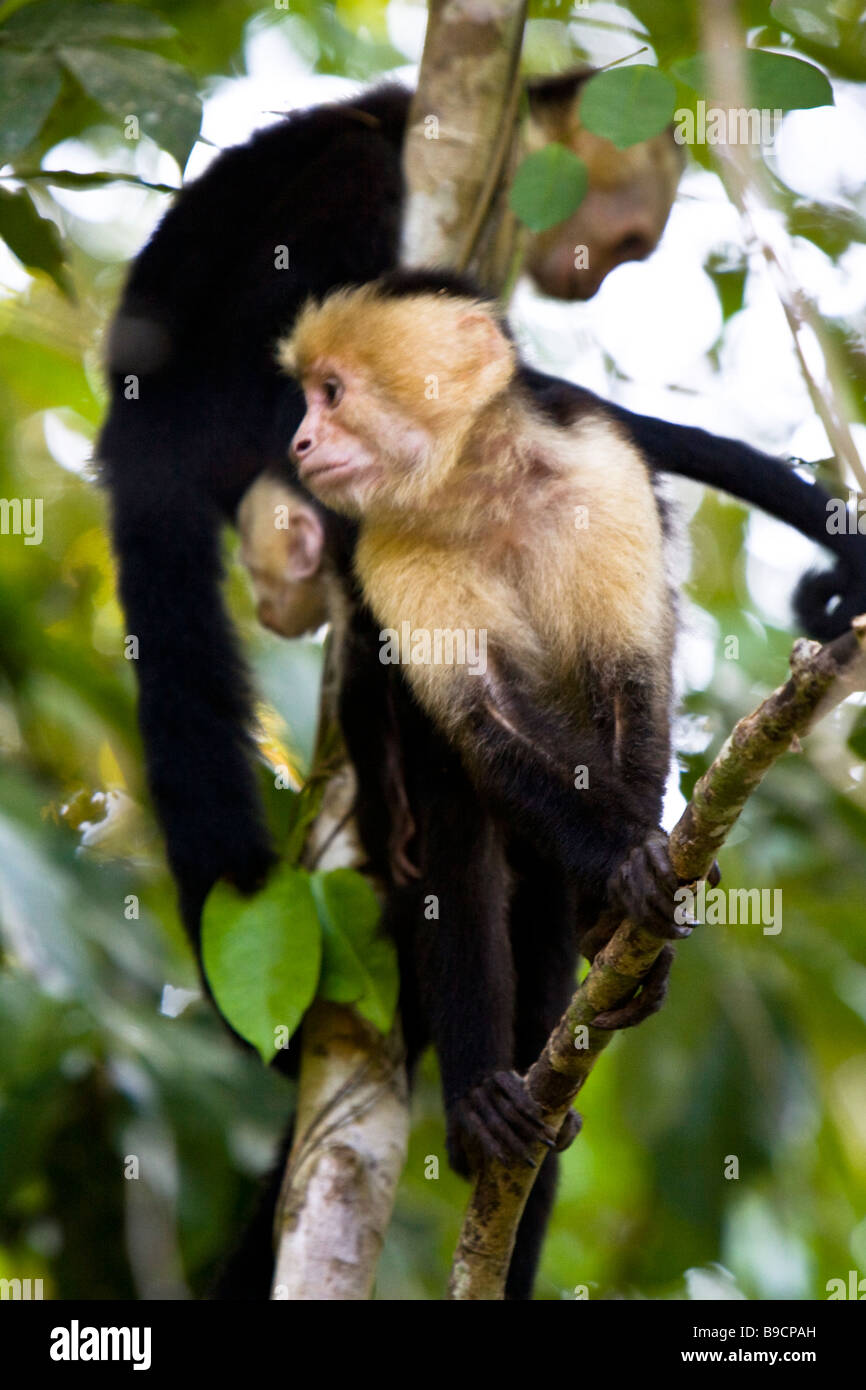 A pair of White-faced Capuchins (Cebus capucinus) in a tree at Manuel Antonio National Park in Costa Rica. Stock Photo