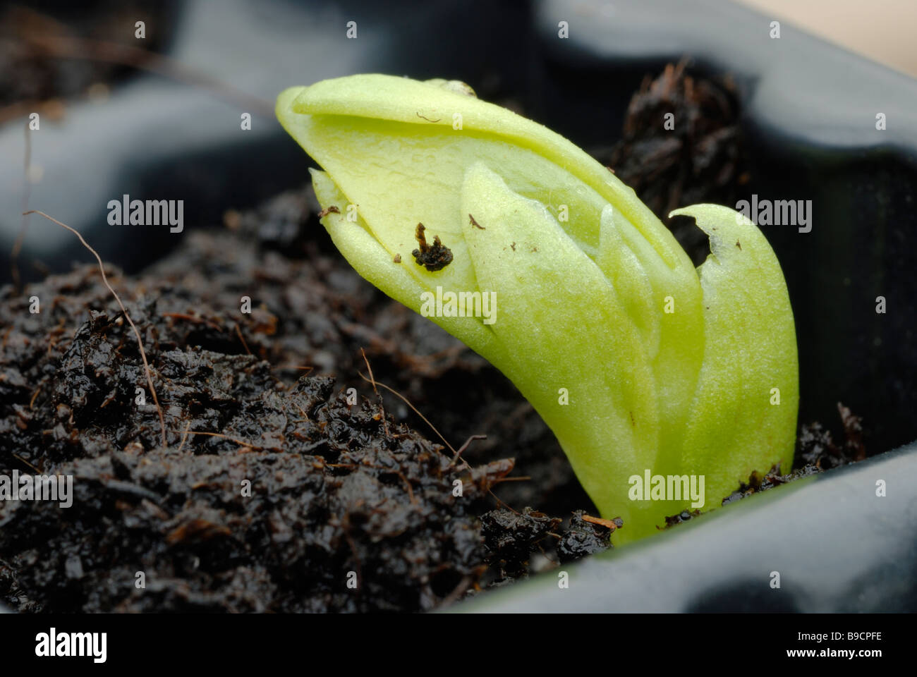 Dwarf broad bean hi-res stock photography and images - Alamy