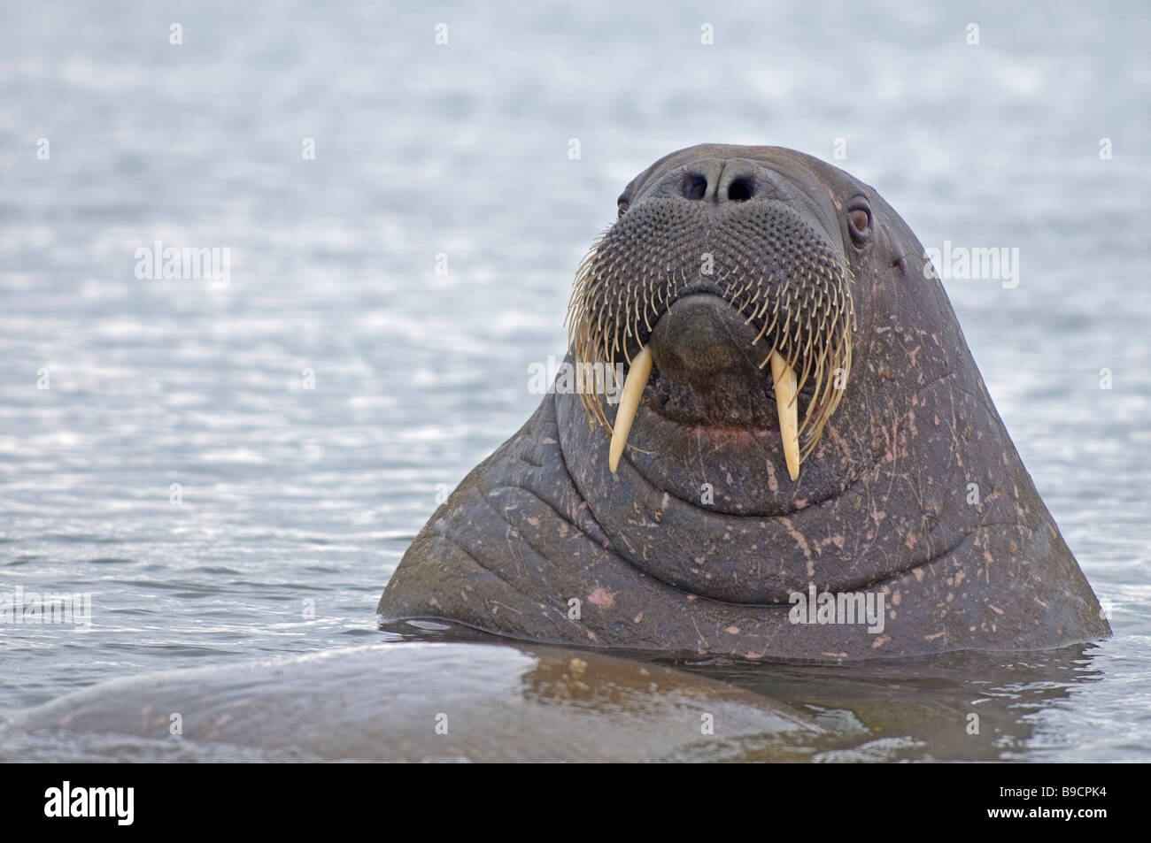 Walrus Odobenus rosmarus in sea. Spitsbergen, Svalbard. Stock Photo