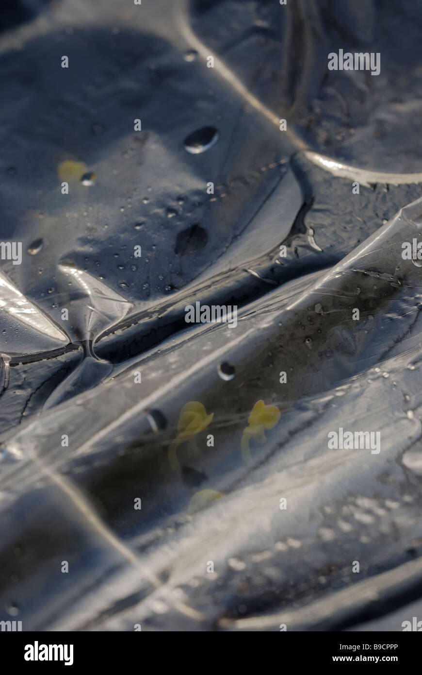 Namenaia seedlings germinated under cling film in February Stock Photo