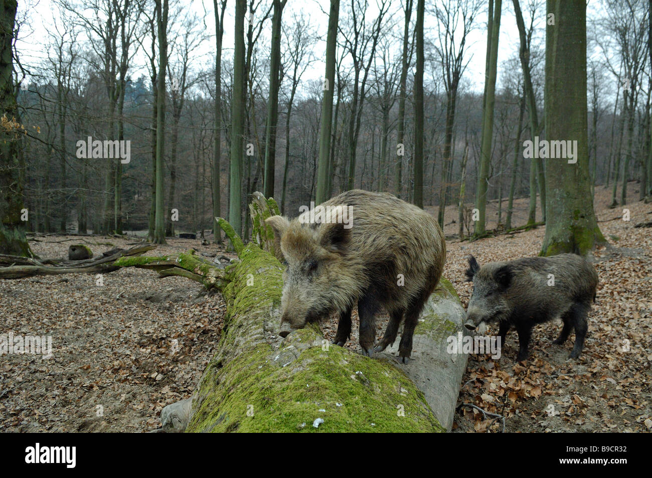 2 wild boars, Sus scrofa scrofa, in Saarland region - Germany Stock Photo