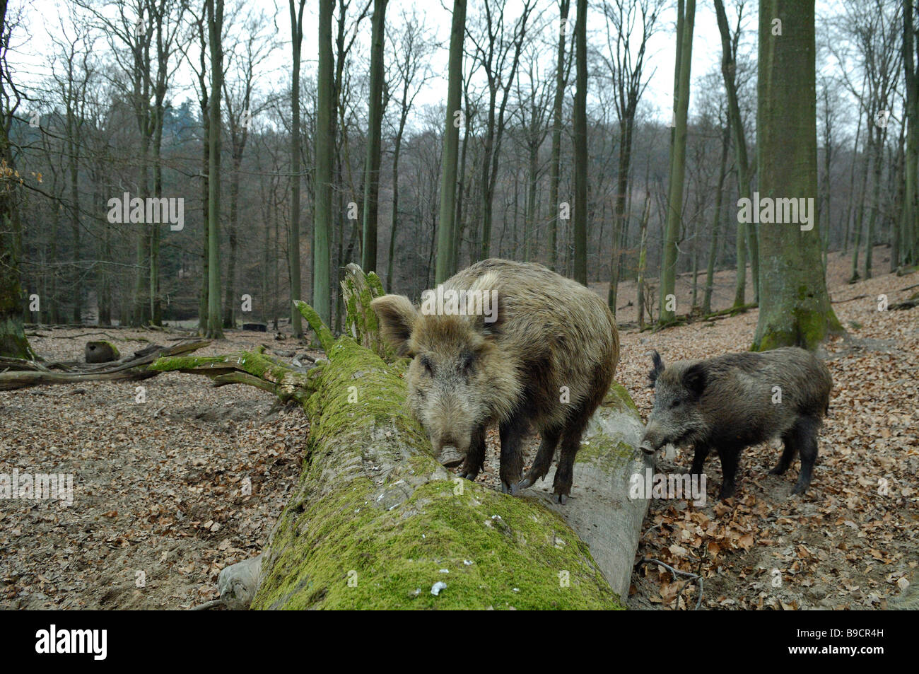 2 wild boars, Sus scrofa scrofa, in Saarland region - Germany Stock Photo
