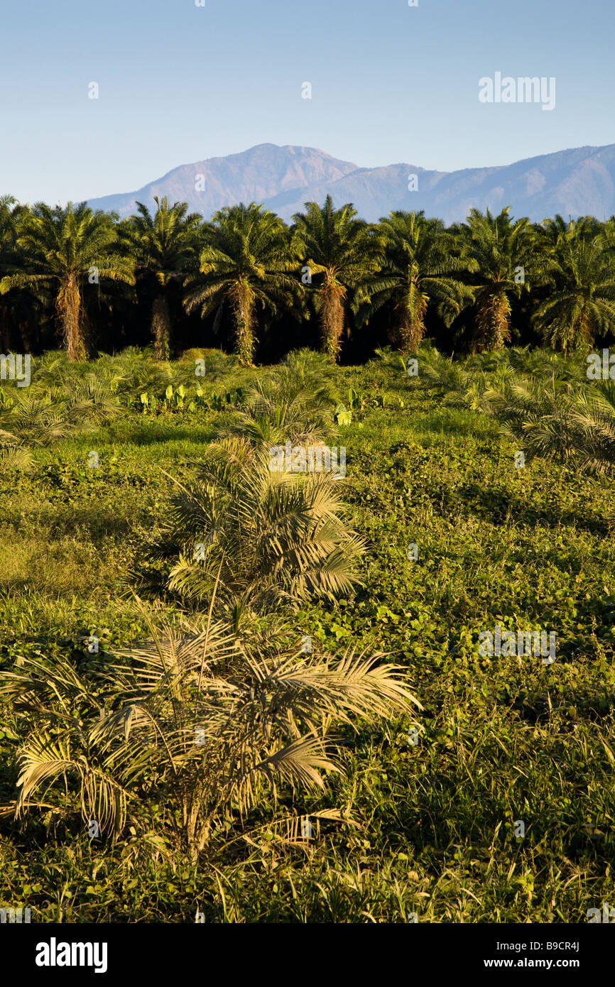 Rows of African palm trees (Elaeis guineensis) at a palm oil plantation