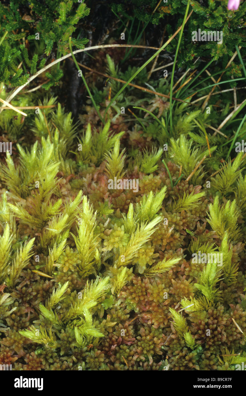Moss Aulacomnium palustre Stock Photo
