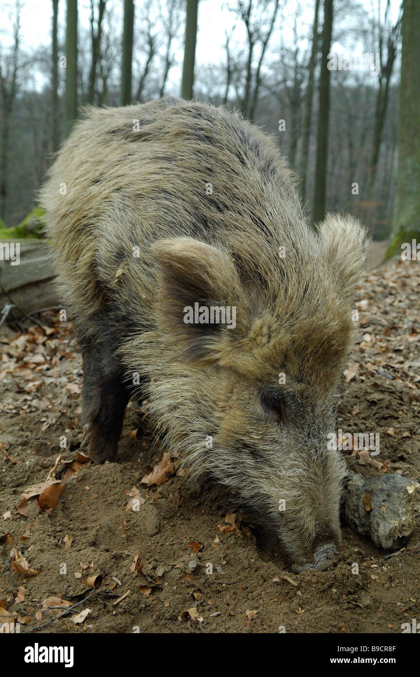 wild boar snout, Sus scrofa scrofa, in Saarland region - Germany Stock Photo