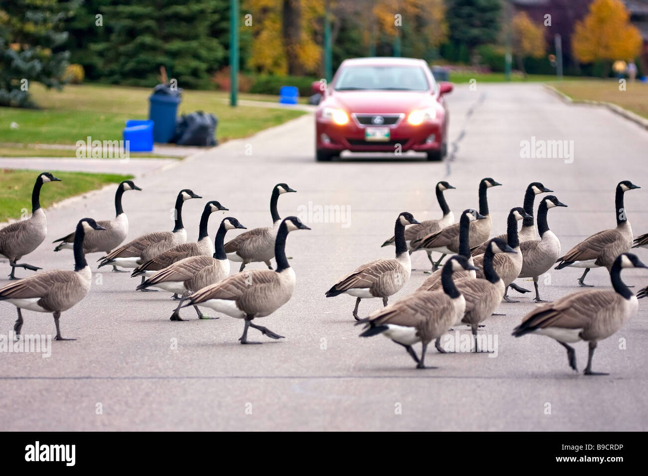 Geese crossing road hi-res stock photography and images - Alamy