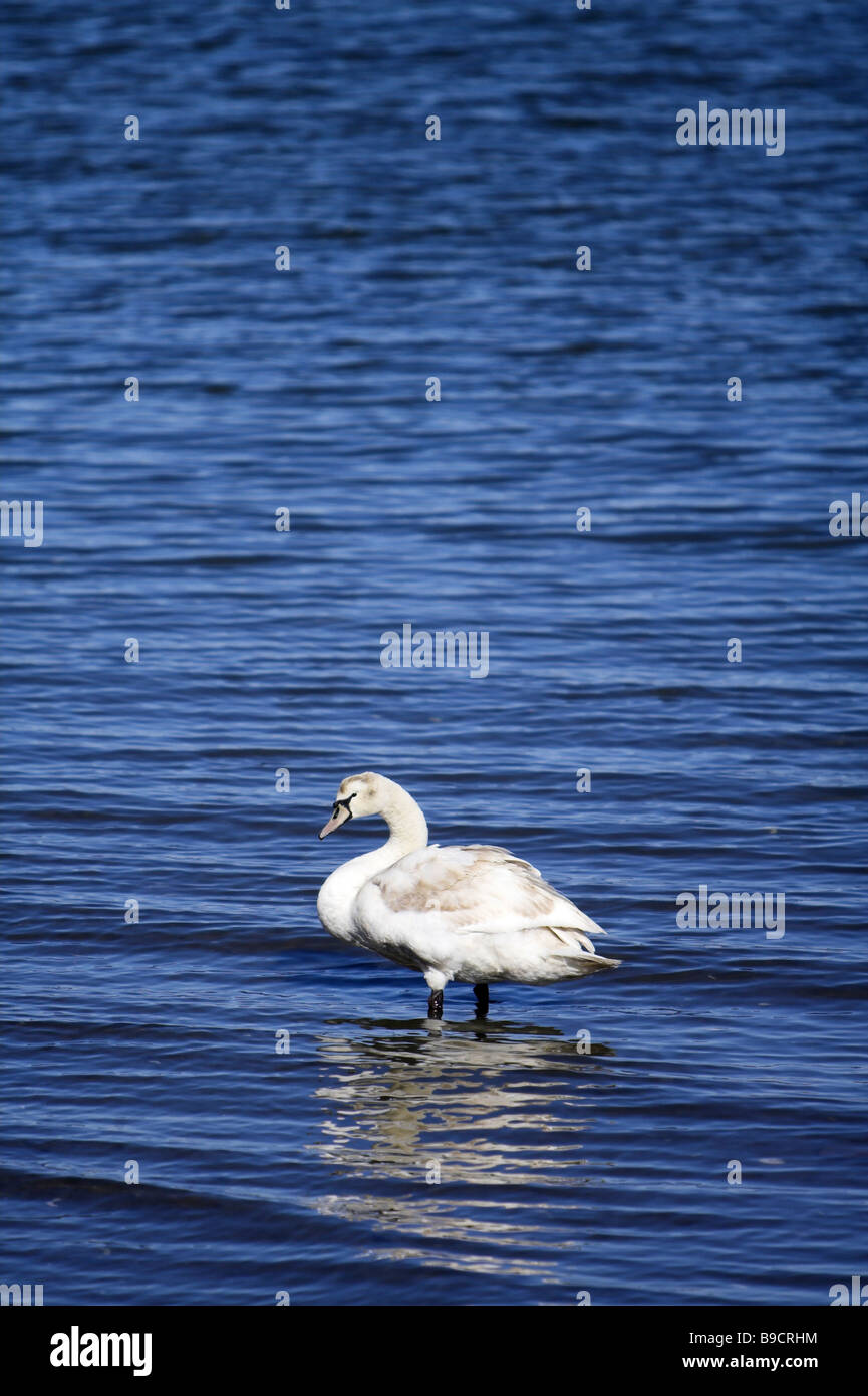White swan standing in rippling blue water Stock Photo