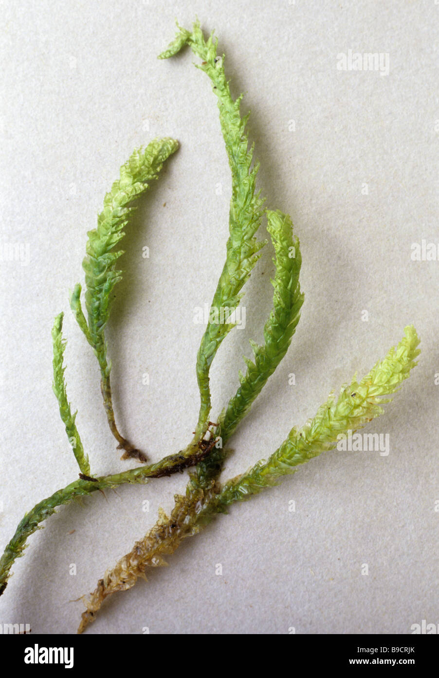 Moss Plagiothecium nemorale Stock Photo