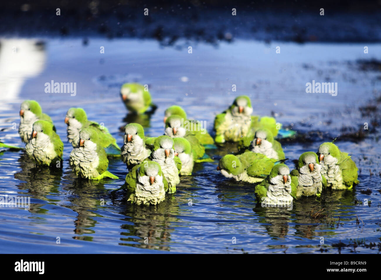 Parrots in puddle Stock Photo