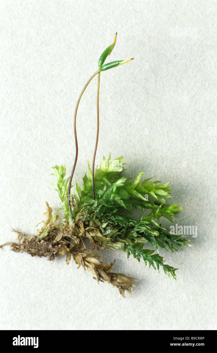 Moss Plagiothecium undulatum fruiting capsules Stock Photo