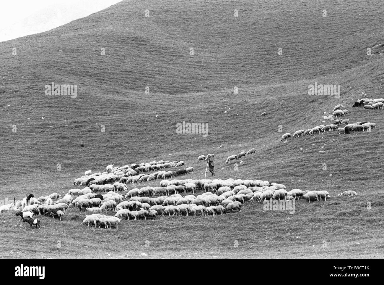 Sheep flock in the mountains Stock Photo - Alamy