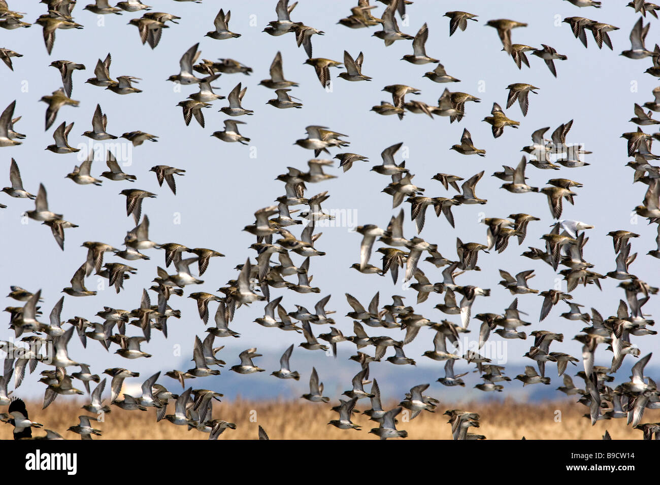 A flight of Golden Plovers in winter plumage over reedbeds Stock Photo