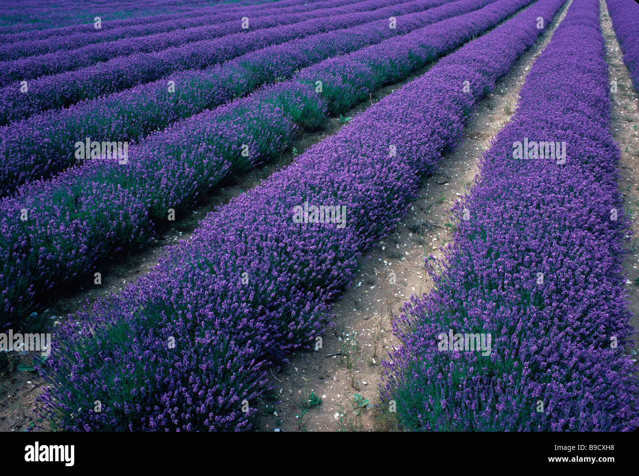 Field of Norfolk Lavender in flower Stock Photo