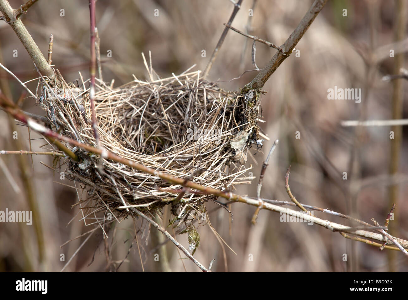 An empty bird's nest Stock Photo