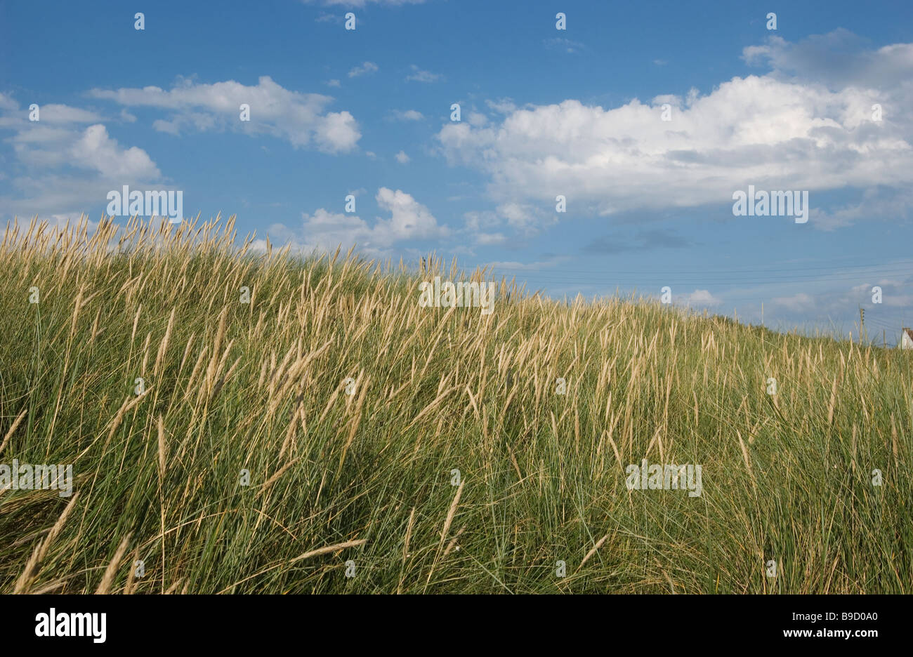 Field of grasses and a blue sky. France Stock Photo
