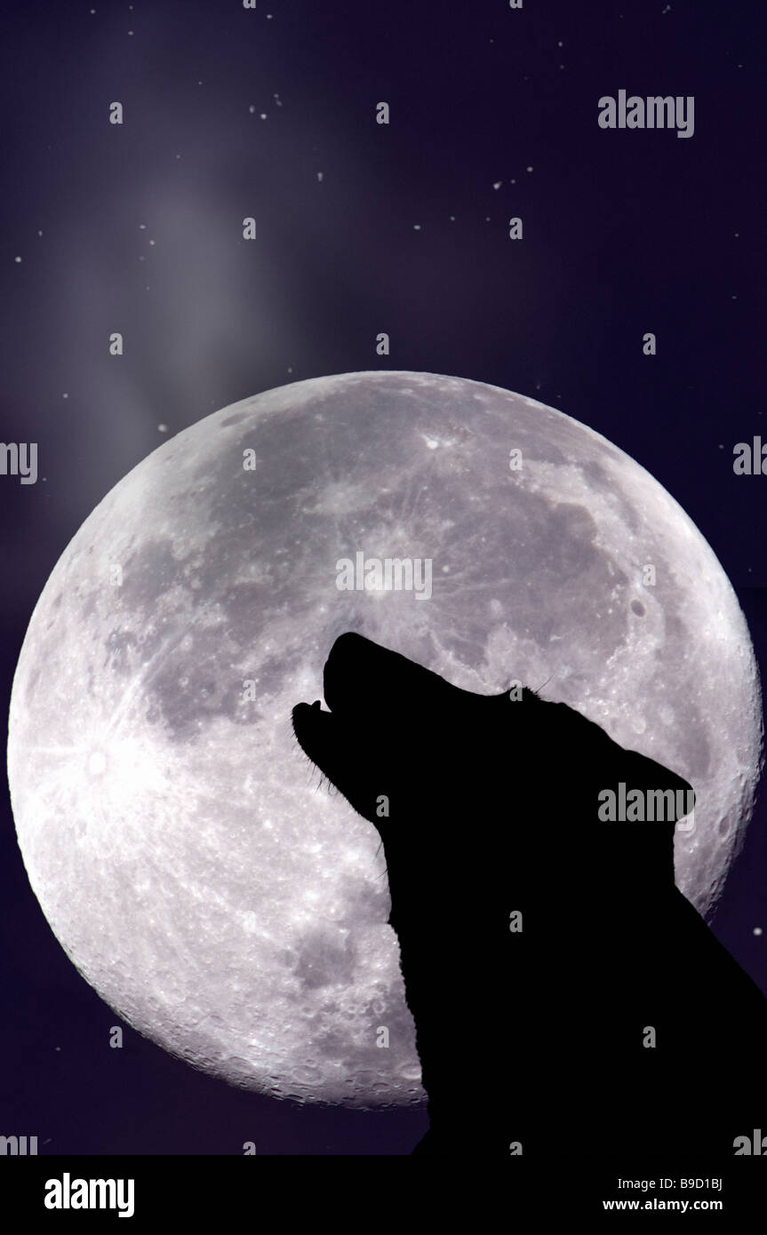Wolf howling at moon Stock Photo