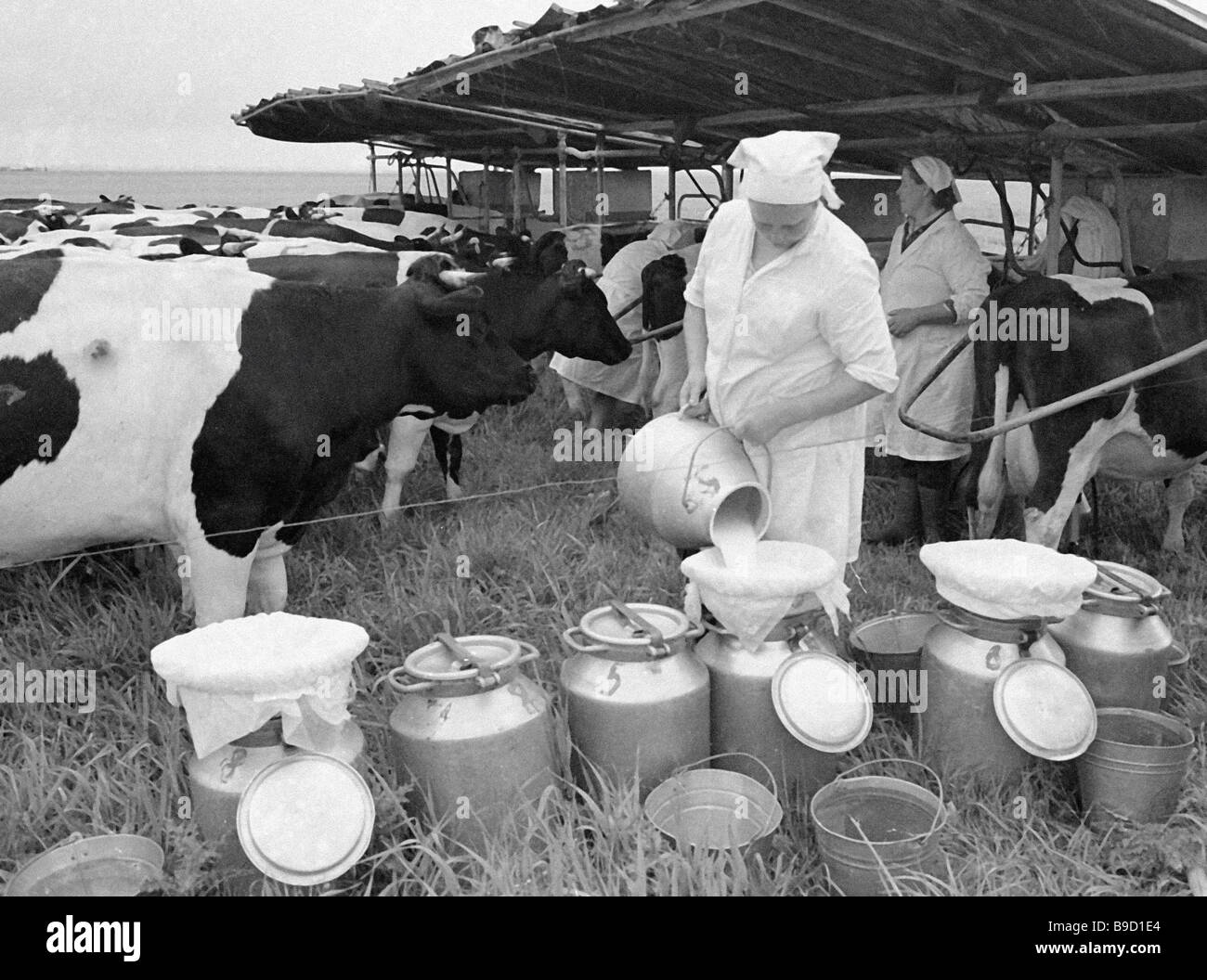 A girl pouring milk into cans on the CPSU 25th Congress state farm