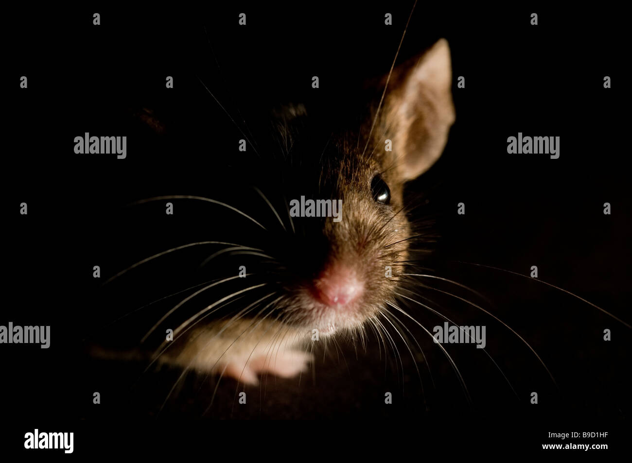 Mouse Stock Photo