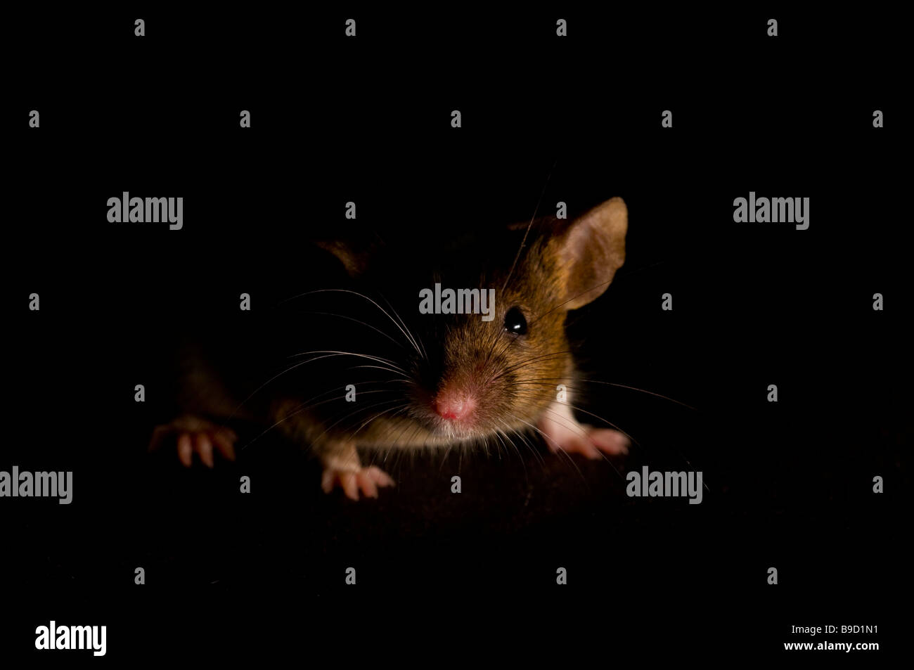 Mouse Stock Photo