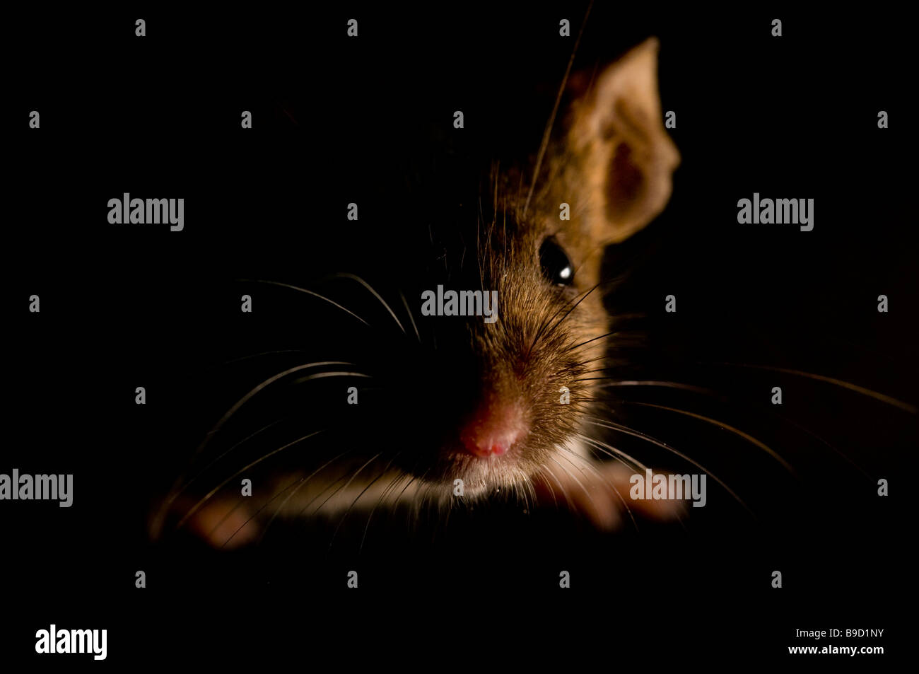 Mouse Stock Photo