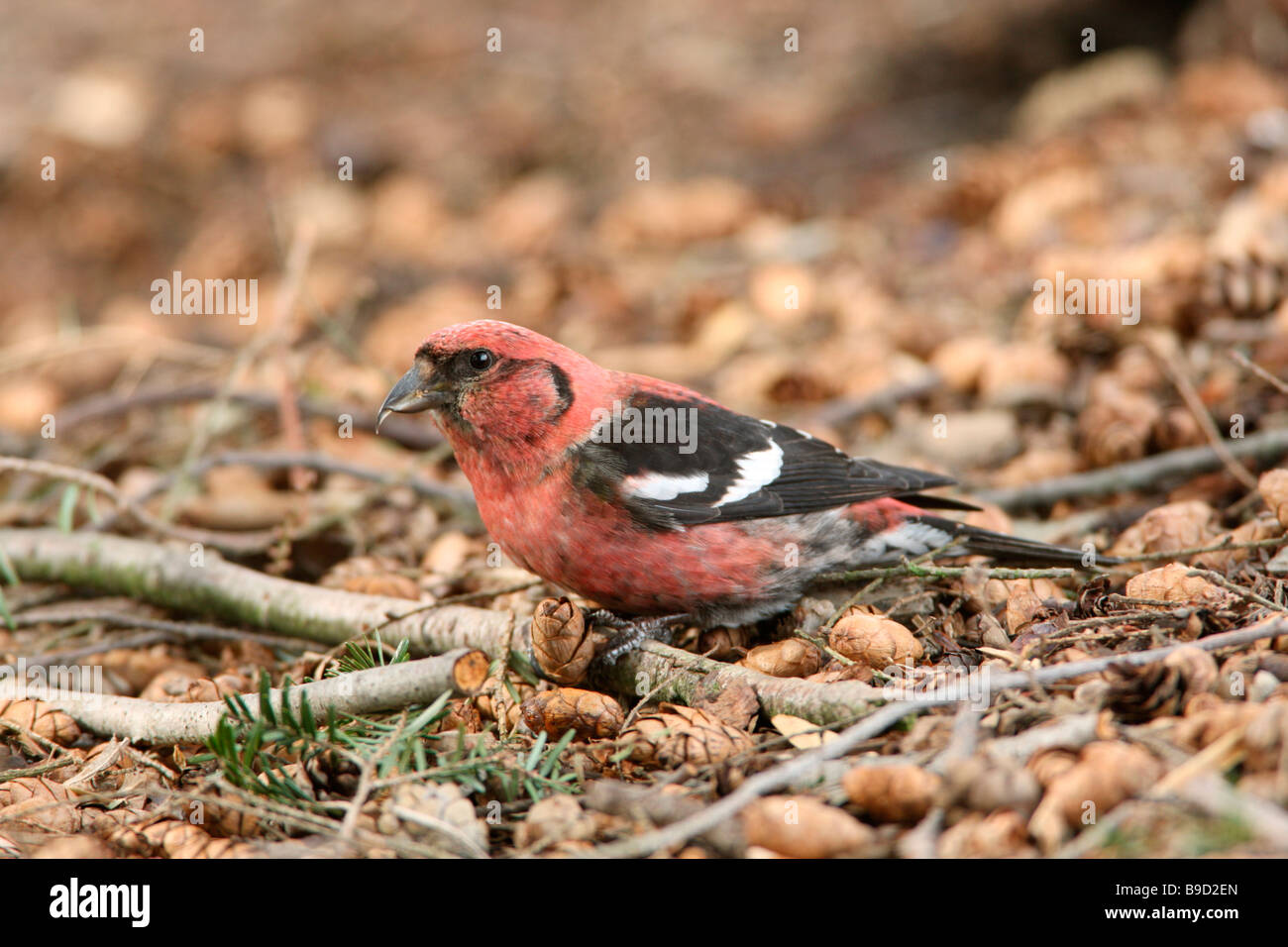 White winged Crossbill eating seeds from Hemlock cones which have fallen to the ground Stock Photo