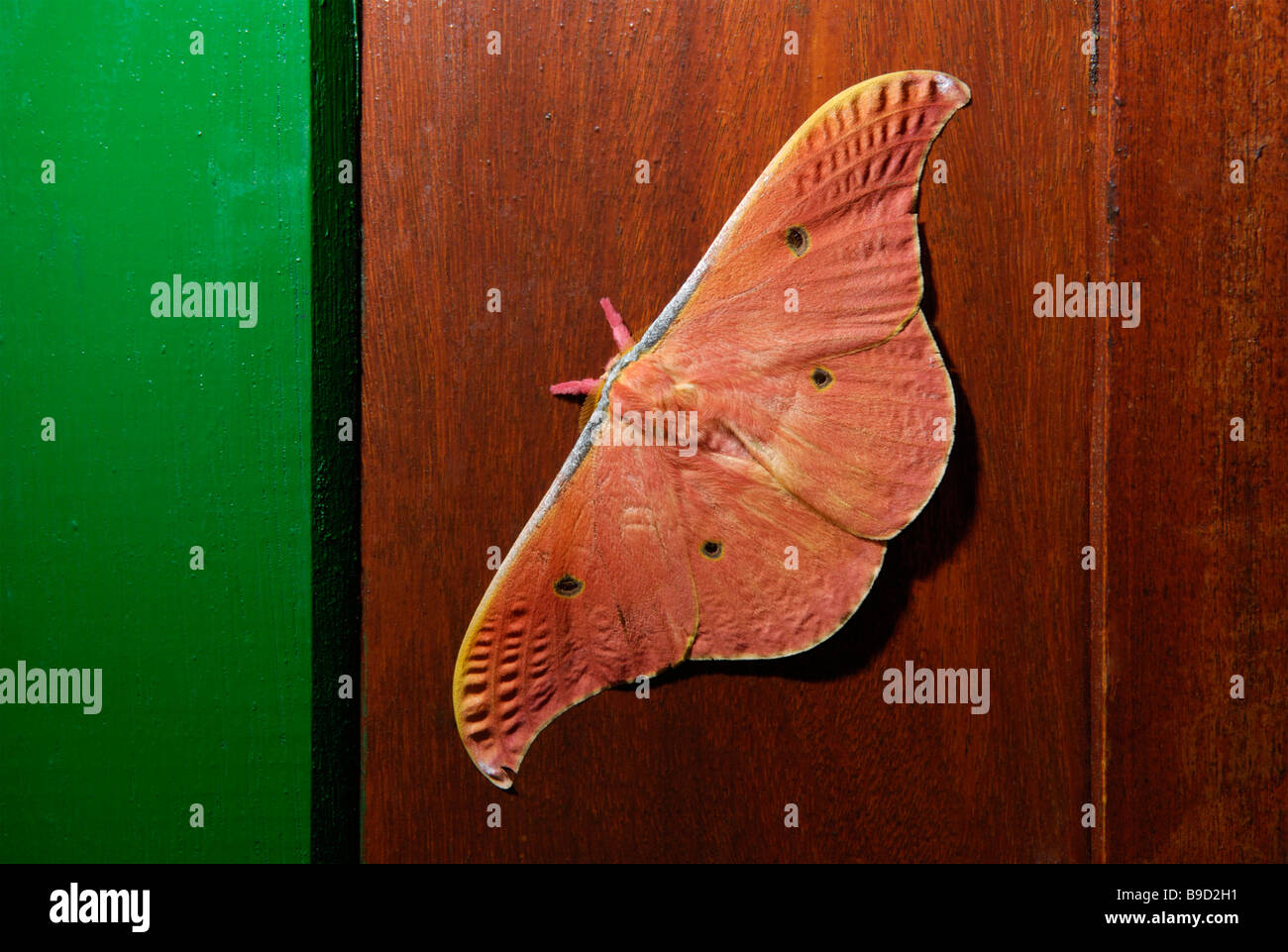 Saturniid Moth High Resolution Stock Photography and Images - Alamy