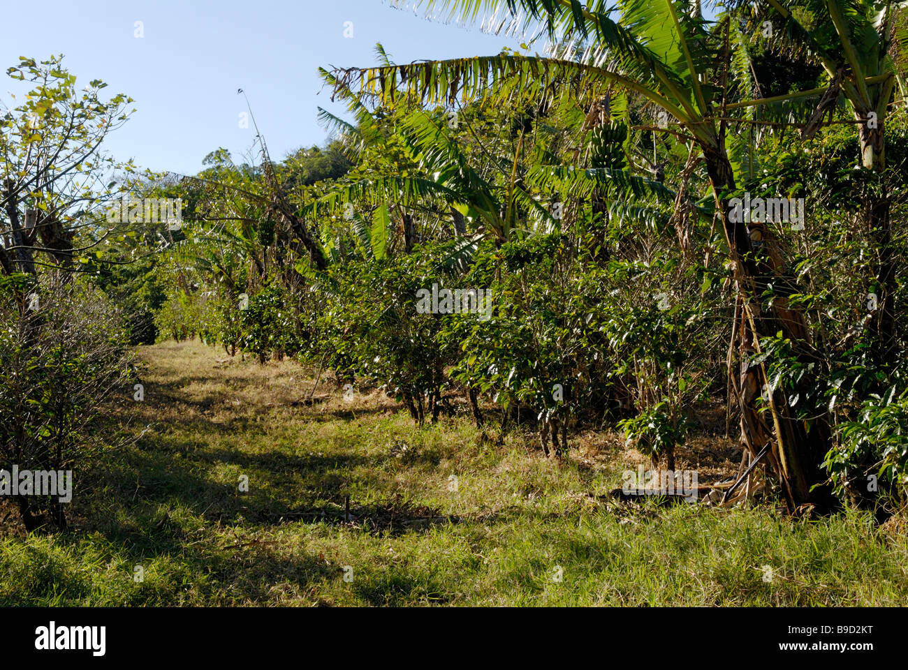 Shade grown organic coffee plantation, Hacienda La Amistad, near San Vito, Costa Rica Stock Photo