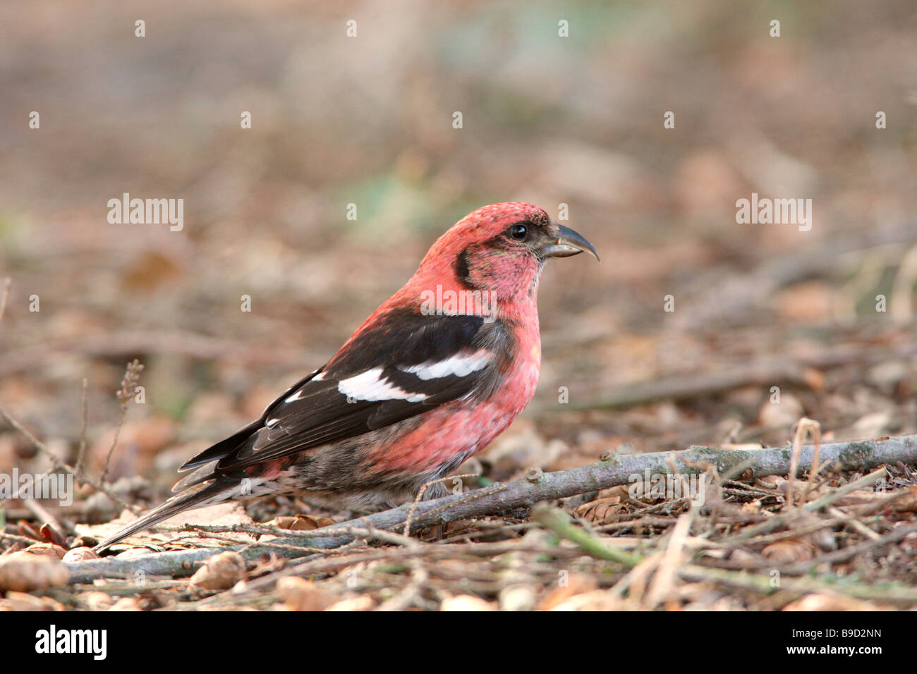 White winged Crossbill eating seeds from Hemlock cones which have fallen to the ground Stock Photo