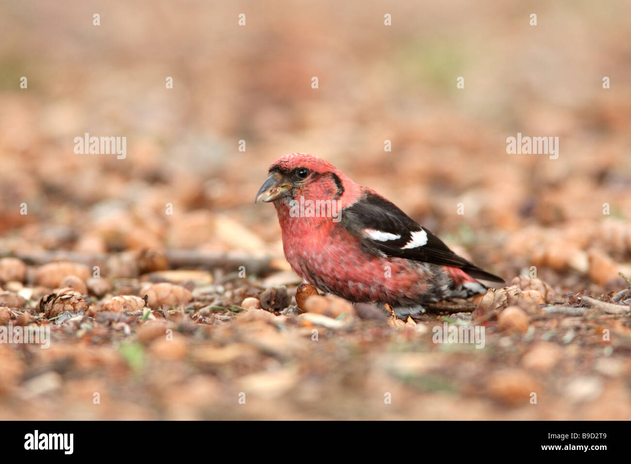 White winged Crossbill eating seeds from Hemlock cones which have fallen to the ground Stock Photo