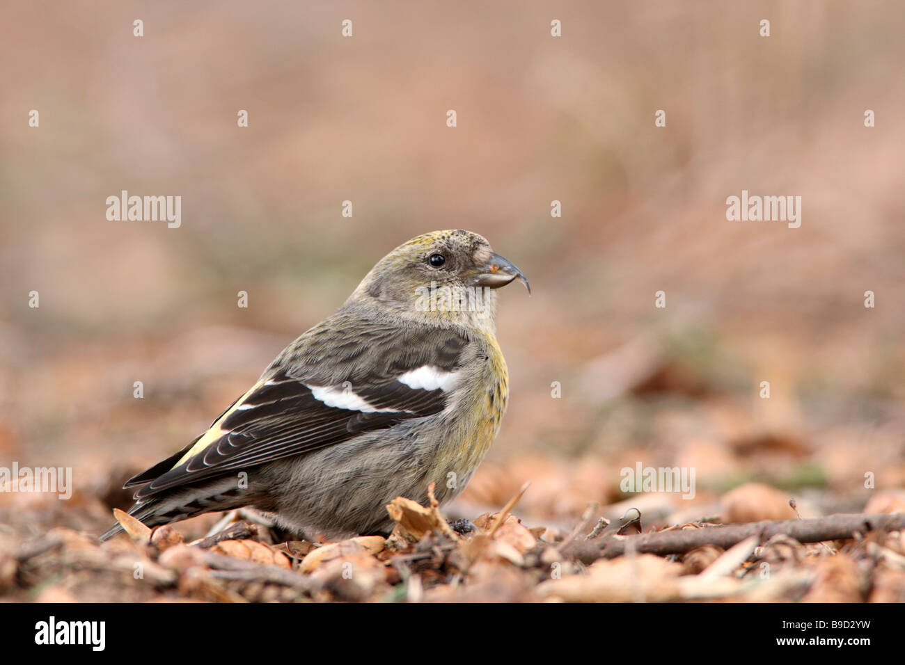Female White winged Crossbill eating seeds from Hemlock cones which have fallen to the ground Stock Photo
