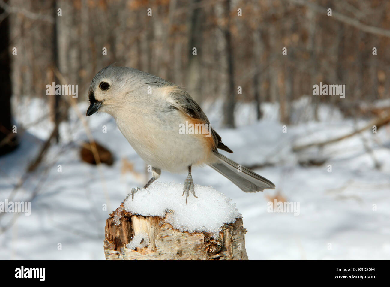 Tufted Titmouse Perched on Stump in Winter Snow Stock Photo