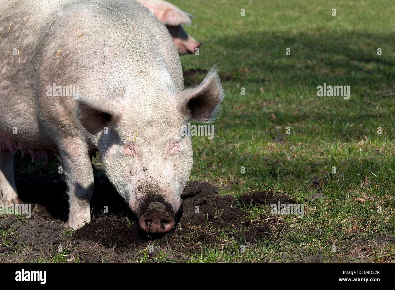 A pig rooting in the dirt on an organic pig farm. Charles Lupica Stock Photo