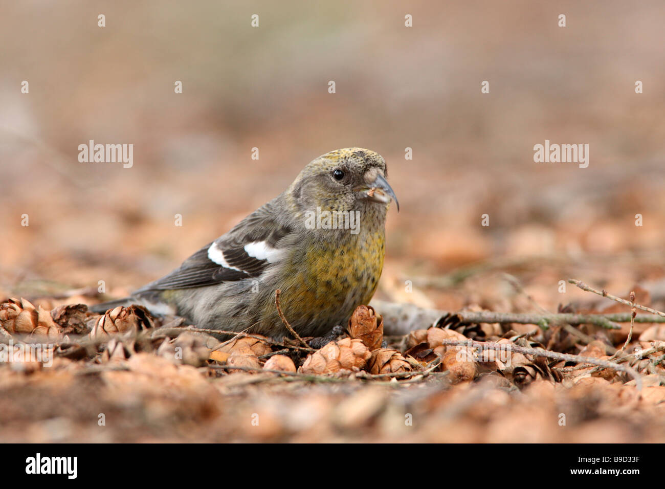 Female White winged Crossbill eating seeds from Hemlock cones which have fallen to the ground Stock Photo
