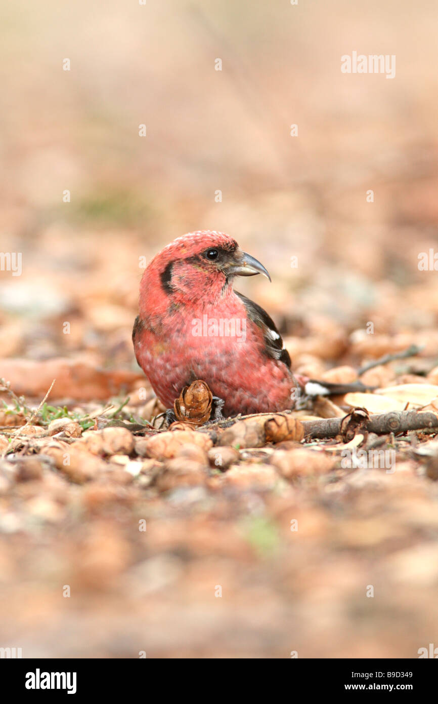 White winged Crossbill eating seeds from Hemlock cones which have fallen to the ground - Vertical Stock Photo