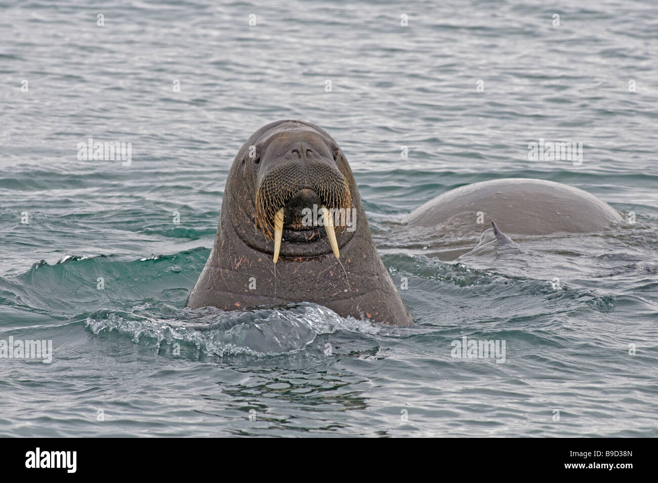Walrus Odobenus rosmarus Spitsbergen Svalbard Stock Photo
