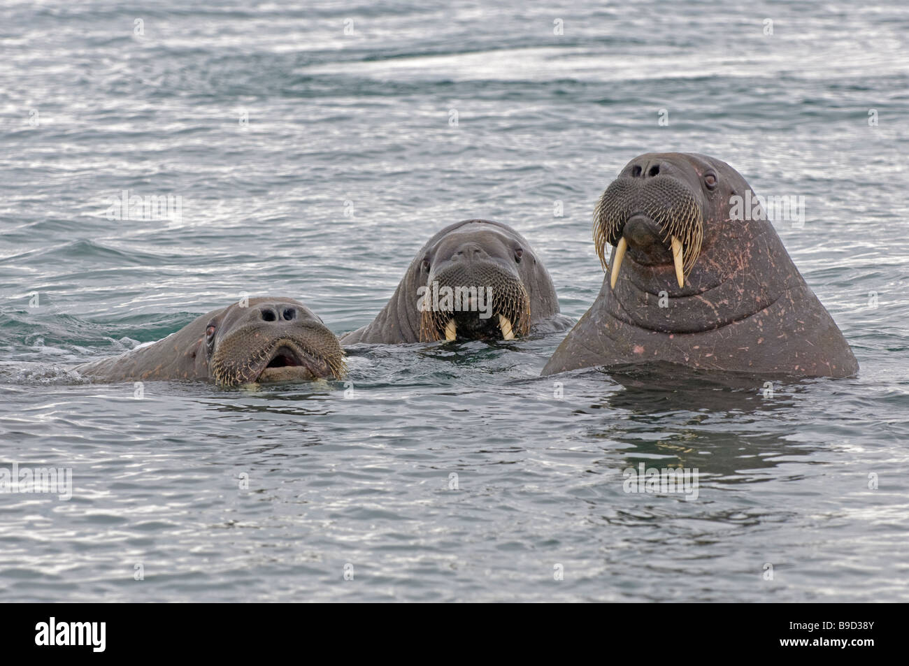 Group of curious walruses Odobenus rosmarus in sea. Spitsbergen, Svalbard. Stock Photo