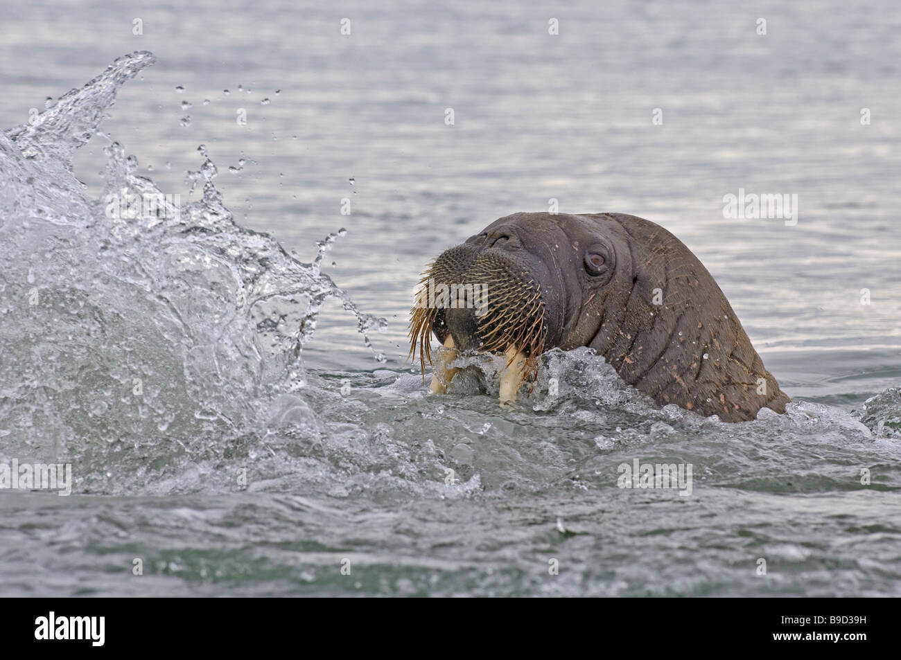 Walrus Odobenus rosmarus making waves. Spitsbergen, Svalbard. Stock Photo