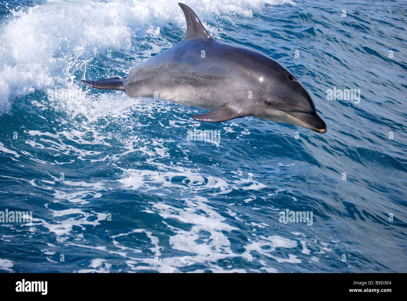 Dolphin jumping in boat wake, Abel Tasman National Park, Tasman District, South Island, New Zealand Stock Photo