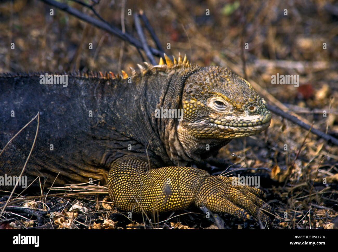 Land iguana, Conolophus subcristatus, Isabela Island, Albemarle Island, Galapagos Islands, Ecuador, South America Stock Photo