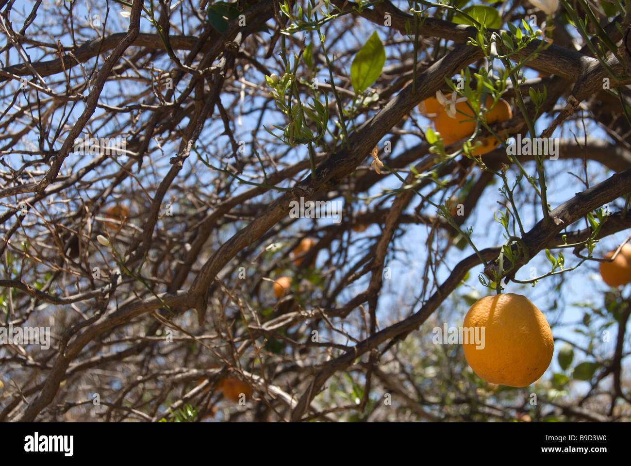 Dying orange tree in a waterstarved orchard near Waikerie, South